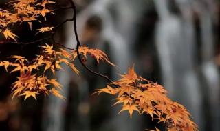巴山夜雨涨秋池的上一句