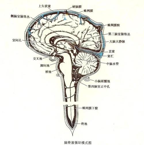 脑脊液冲洗睡眠的机制(脑脊液和睡眠的原理)