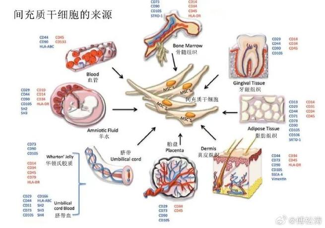 线粒体移植抗衰老案例(线粒体置换技术)