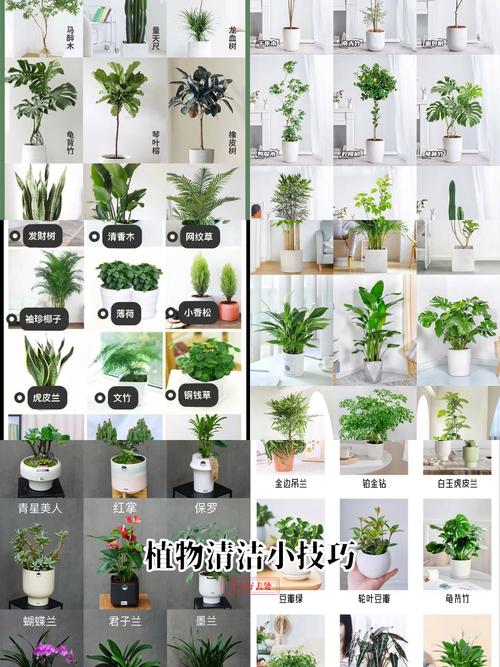 打工人办公室植物生存报告的简单介绍