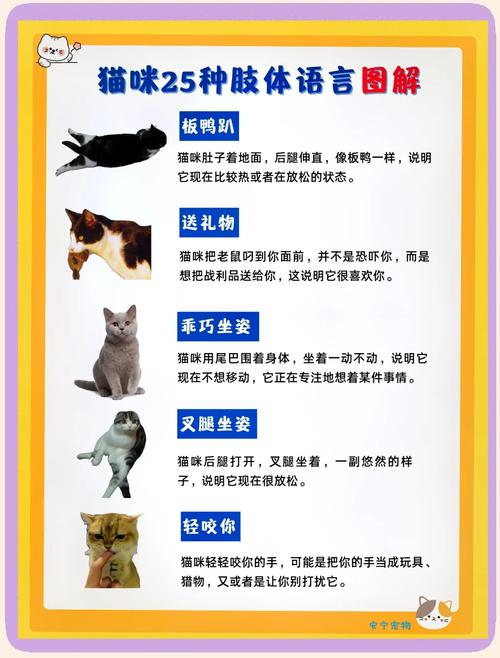 用博弈论解释猫的行为（举例说明博弈论对你日常生活的影响?）