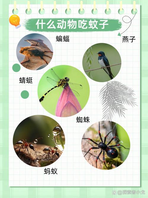 假如蚊子是濒危保护动物(如果蚊子是保护动物)