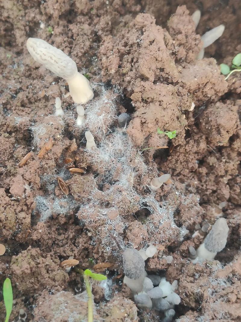 真菌网络的地下互联网(地下真菌图片)