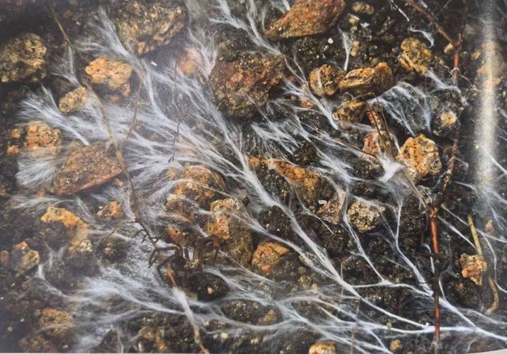 真菌网络的地下互联网(地下真菌图片)