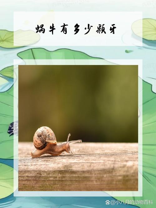 蜗牛有上万颗牙齿(蜗牛有几百个牙齿)