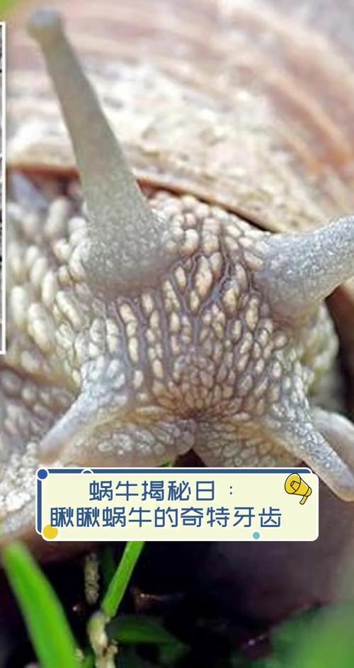 蜗牛有上万颗牙齿(蜗牛有几百个牙齿)