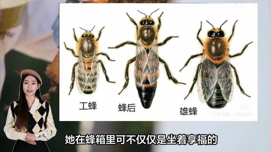 蜜蜂民主决策的神经机制(蜜蜂的神经中枢在哪里)