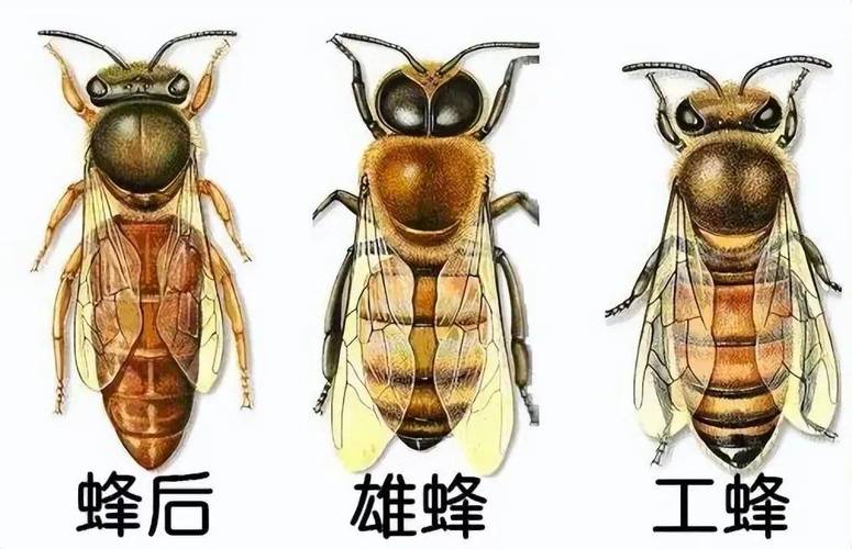 蜜蜂民主决策的神经机制(蜜蜂的神经中枢在哪里)