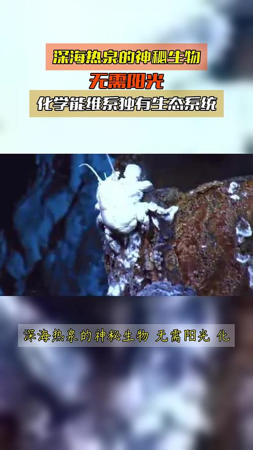深海热泉生态圈启示录（深海热泉生态系统中的能量最初来源于）
