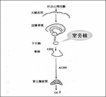 打哈欠传染的镜像神经元(打哈欠传染是什么反射)
