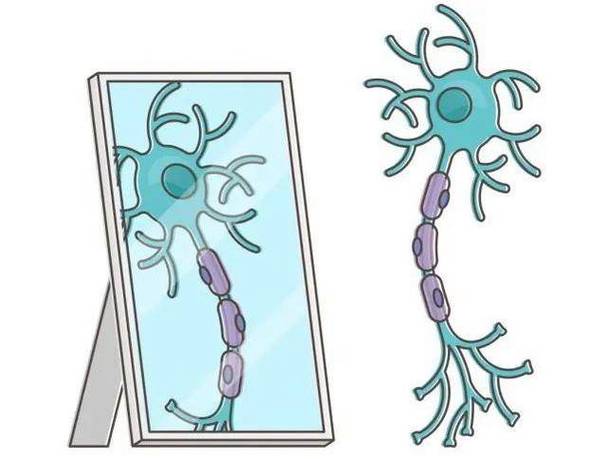 打哈欠传染的镜像神经元(打哈欠传染是什么反射)