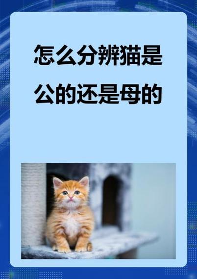 如何证明你家的猫是卧底(猫怎么知道自己是猫)