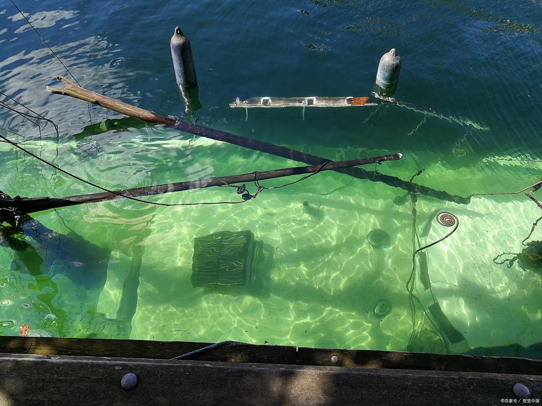 海底电缆干扰鲸鱼导航(海底电缆干嘛用的)