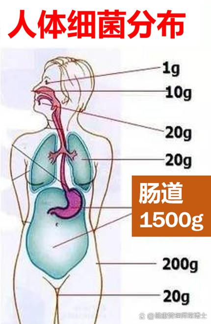 人体细菌总重3公斤(人身体细菌重量)