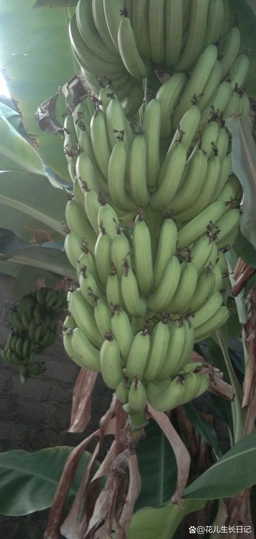 香蕉其实是浆果(香蕉其实是浆果还是果实)